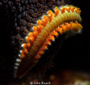 Don't touch me! Bearded Fire Worm
Hermodice carunculata by John Roach 